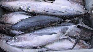 Tuna Fish 1.5kg (8.50 p/kg)